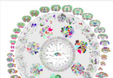 科学家公布首张完整的成年小鼠大脑细胞图
