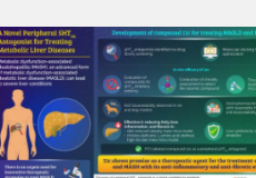 光州科学技术研究所的研究人员发现了对抗脂肪肝疾病的新候选药物