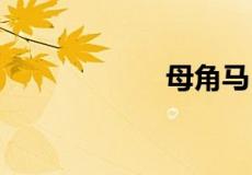 母角马 是什么意思