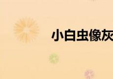 小白虫像灰尘是什么虫灵璧
