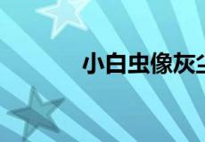 小白虫像灰尘是什么虫会飞的