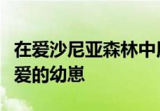 在爱沙尼亚森林中用相机拍摄的母熊和三只可爱的幼崽