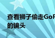 查看狮子偷走GoPro时拍摄的令人难以置信的镜头