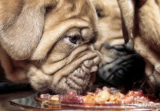 狗的生肉饮食会增加耐药大肠杆菌的风险
