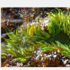 研究阐明荧光对霓虹色海葵的保护作用
