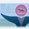 对蓝鲸和伊特鲁里亚鼩鼱基因组进行测序