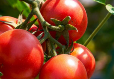 如何让番茄植株过冬