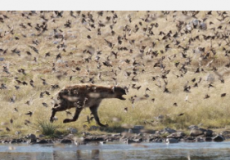 小鸟为纳米比亚斑鬣狗本已多样化的饮食增添了色彩