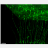 研究发现干细胞的多种谱系有助于神经元的产生