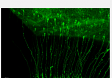 研究发现干细胞的多种谱系有助于神经元的产生