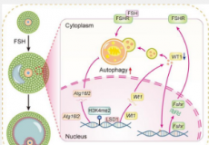 LSD1通过调节自噬和抑制颗粒细胞中的Wt1促进FSH响应性卵泡形成