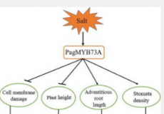 PagMYB73A在杨树耐盐性中的作用