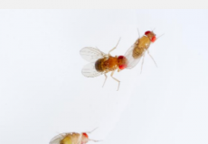 氧化剂污染物臭氧消除了苍蝇物种之间的交配障碍